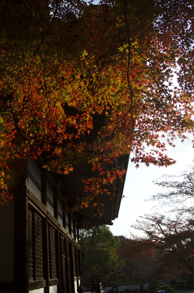 根来寺 大伝法院の紅葉2013_02 by WestMay