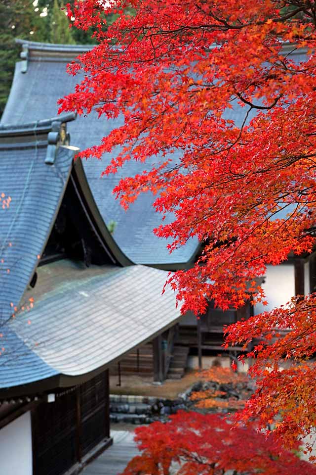 Jingo-ji Temple in Takao, Kyoto by nutakku