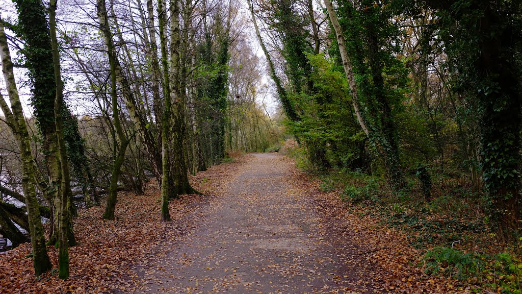 Shakerley Mere by Dennis N