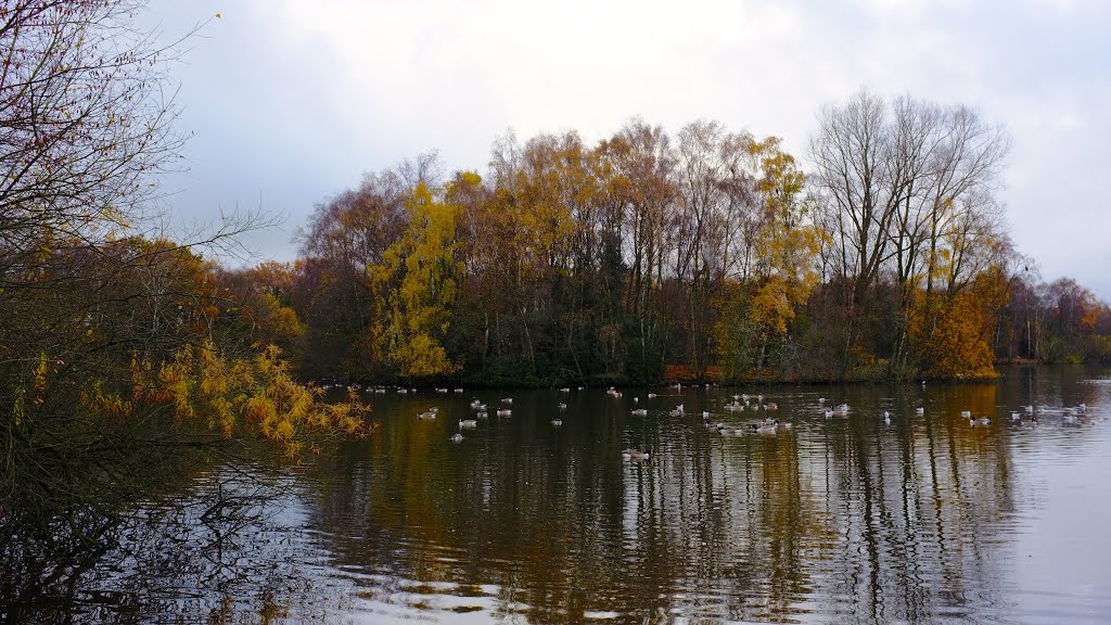 Shakerley Mere by Dennis N