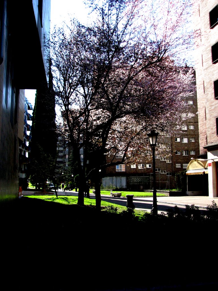 Calle Telesforo Cuevas. Oviedo. Principado de Asturias. by Valentín Enrique