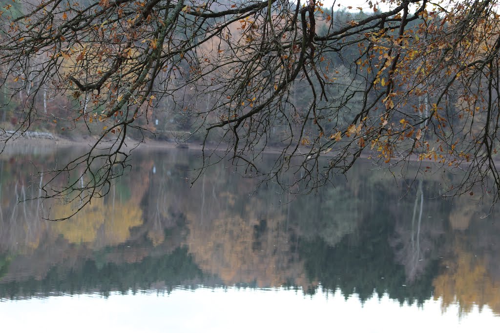 Bäume und Wasser by eifelfotomike