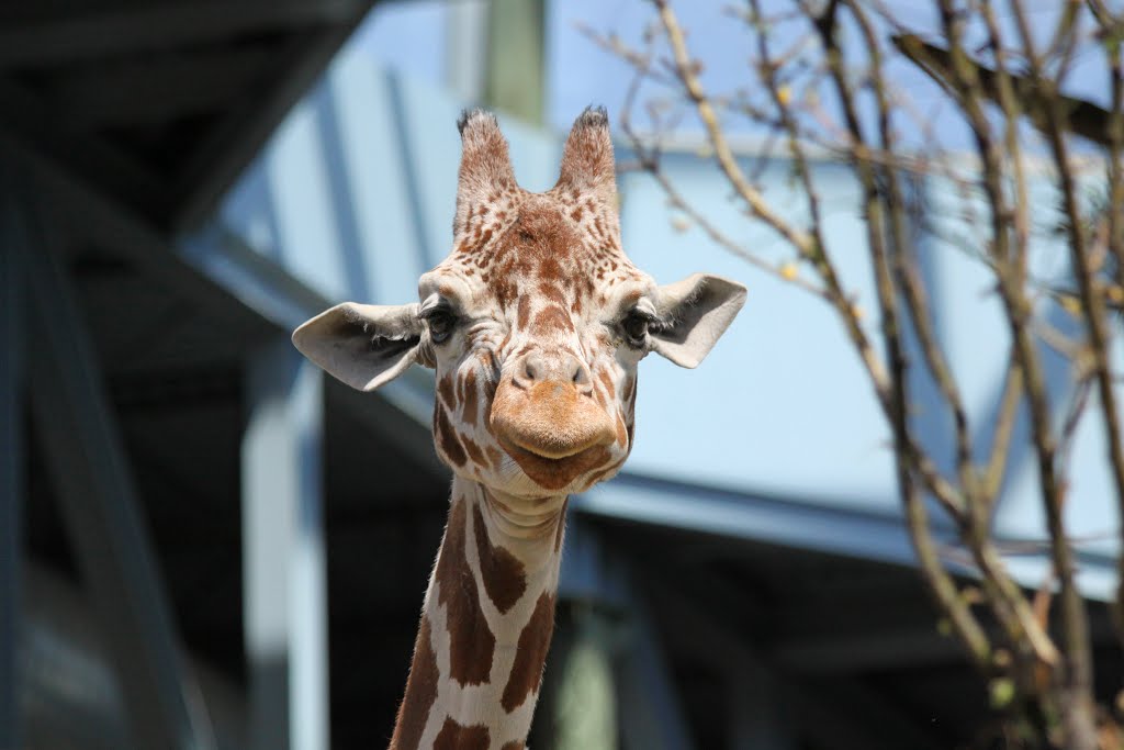 Giraffe by sdes