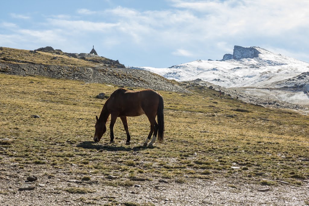 Horse and Sierra Nevada by Juris Seņņikovs