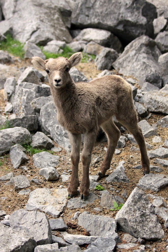 Mountain Sheep by sdes