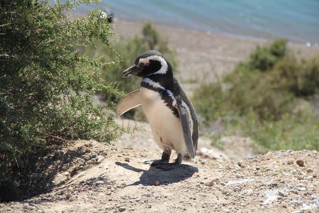 Pingüino de Magallanes en Caleta Valdes by ginespeso