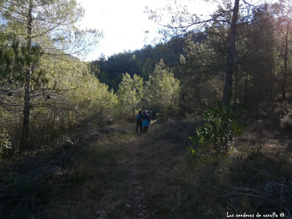 Siguiendo la senda entre pinares by Los senderos de osnofla