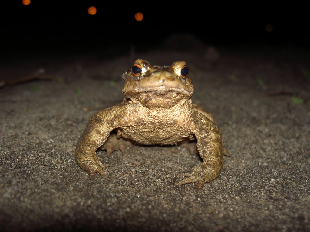 Hello Frog by Wlodzimierz Poznansk…