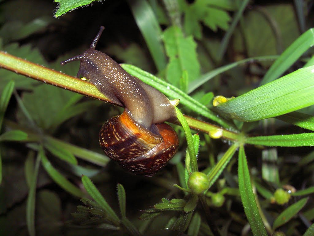 Watch out cochlea! by Wlodzimierz Poznansk…