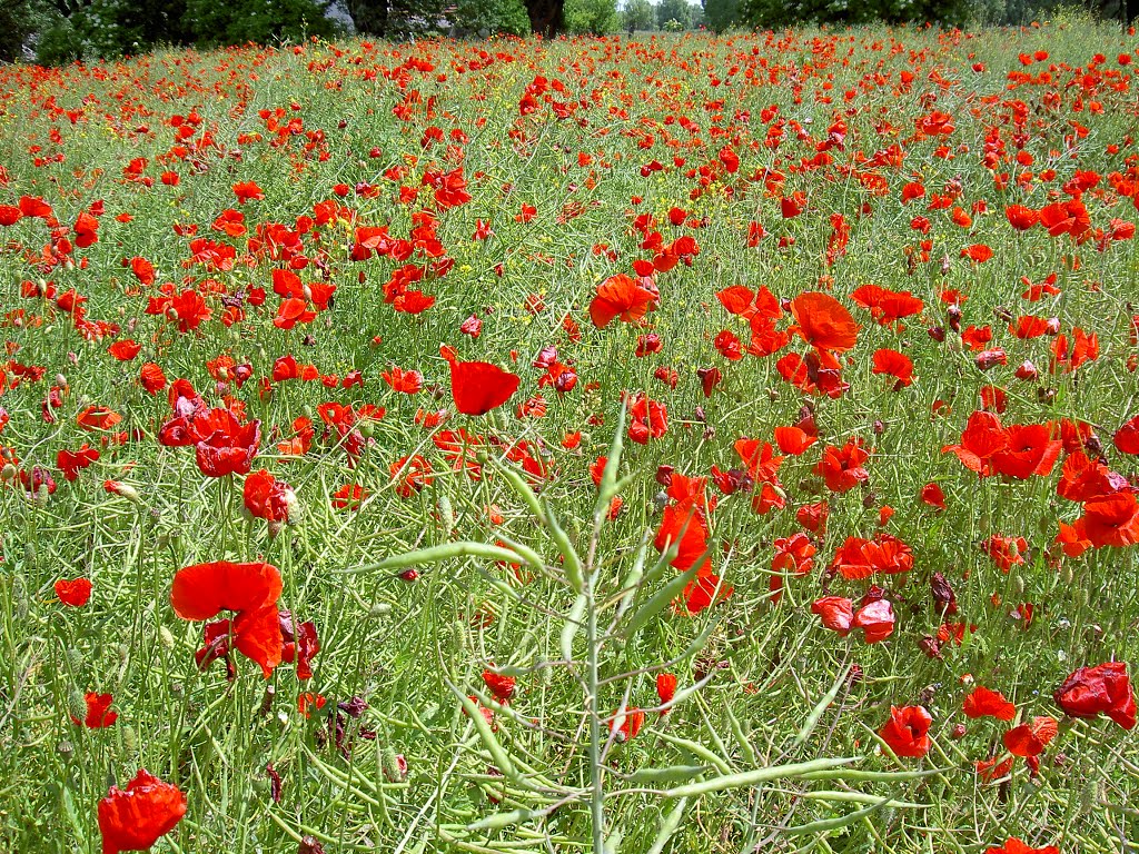 Poppy field by Anthony Skotia