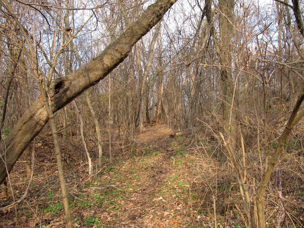 A trail in Molin Nature Area by UnagiUnagi