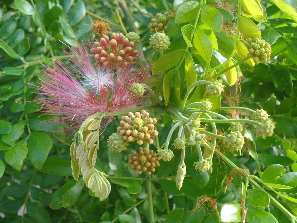 Flor de Masaguaro, parecida al carbonero Medellínense by Alejandrino Tobón