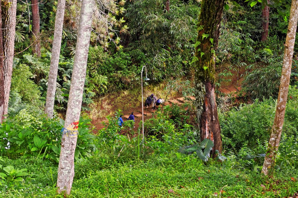 Farmers among pine forest Cikole Camping Ground Lembang by A. Nugroho Suprihant…