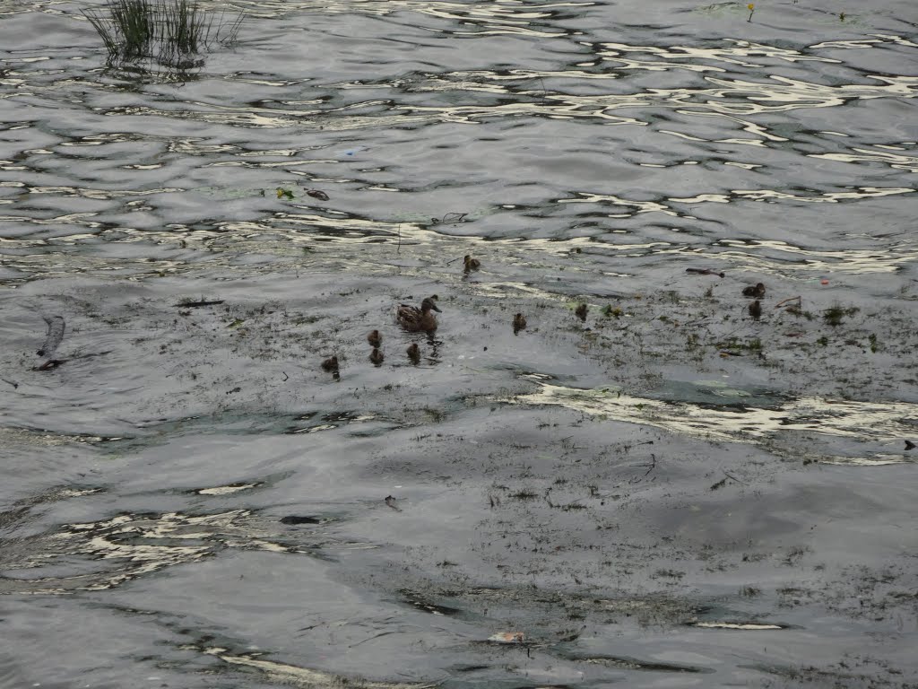 Ducks in the Gorkij Park of Moscow by Diego Giuseppe