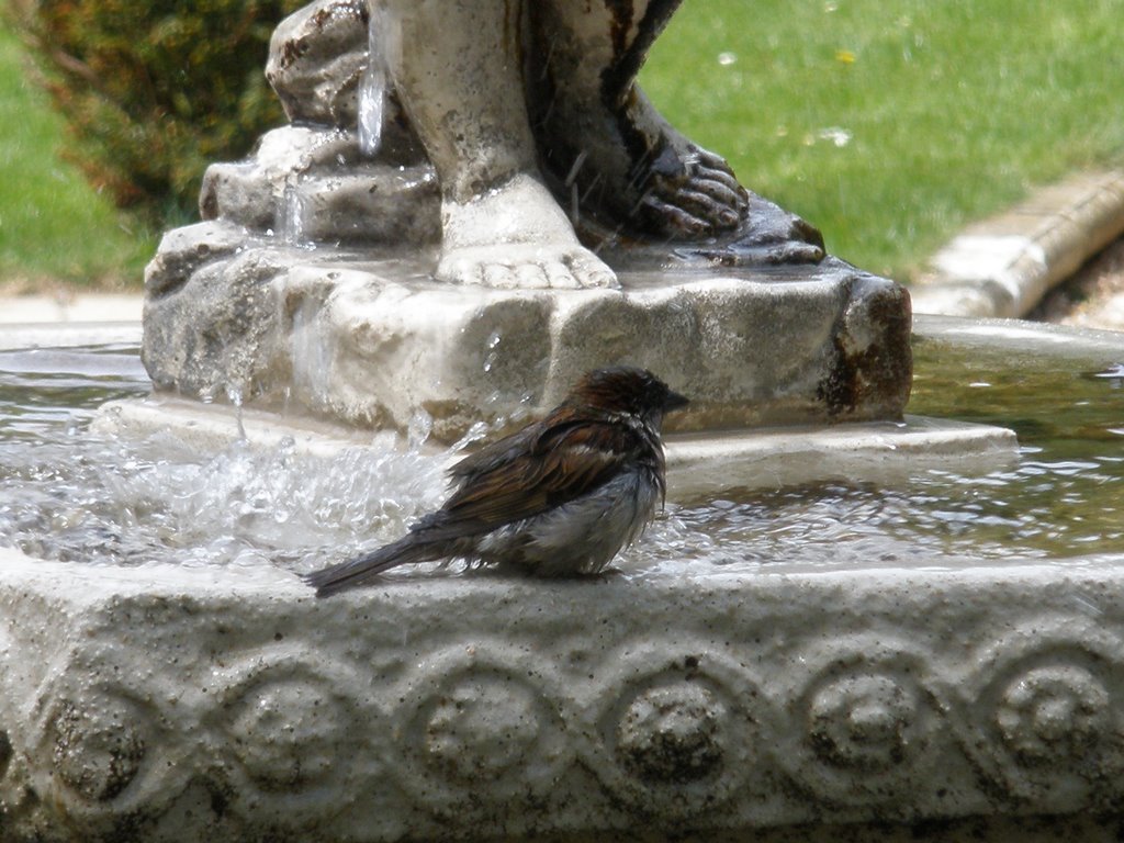 Baño refrescante, Alameda de Cervantes, Soria 3 de Mayo de 2008 by Javi Aljasu (Miranda…