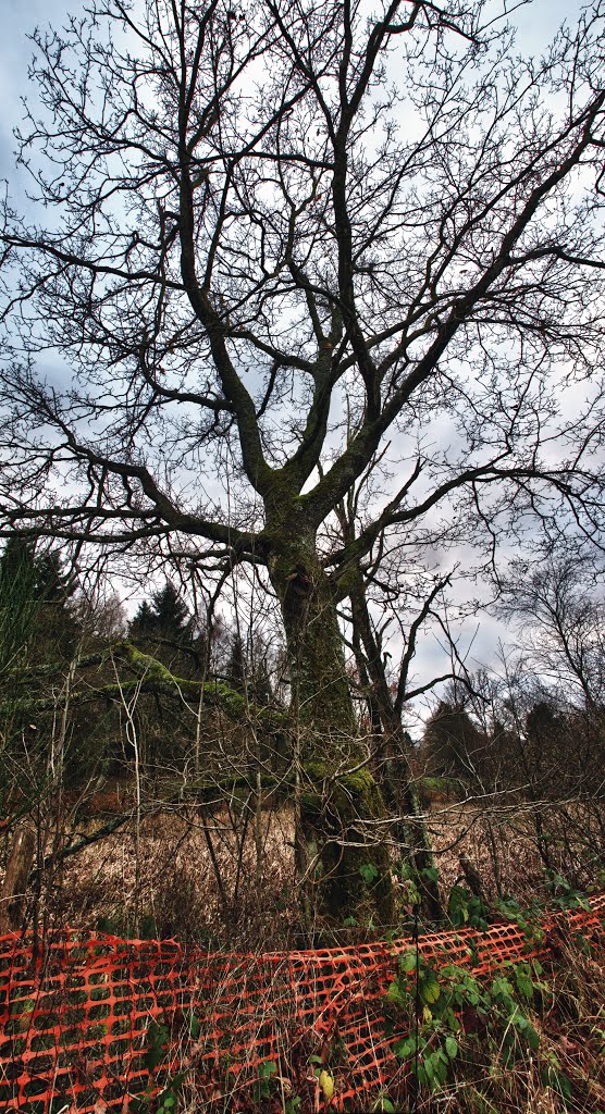 Arbre by Renaud Warnotte