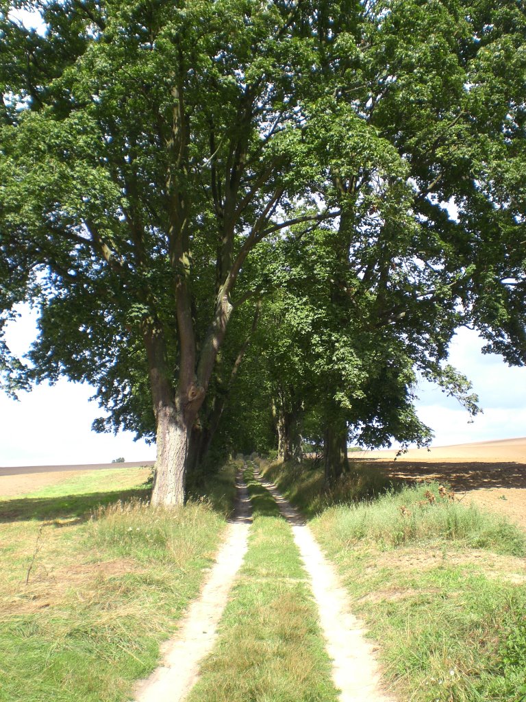 Feldweg zwischen Lebehn und Hohenholz by Philip19