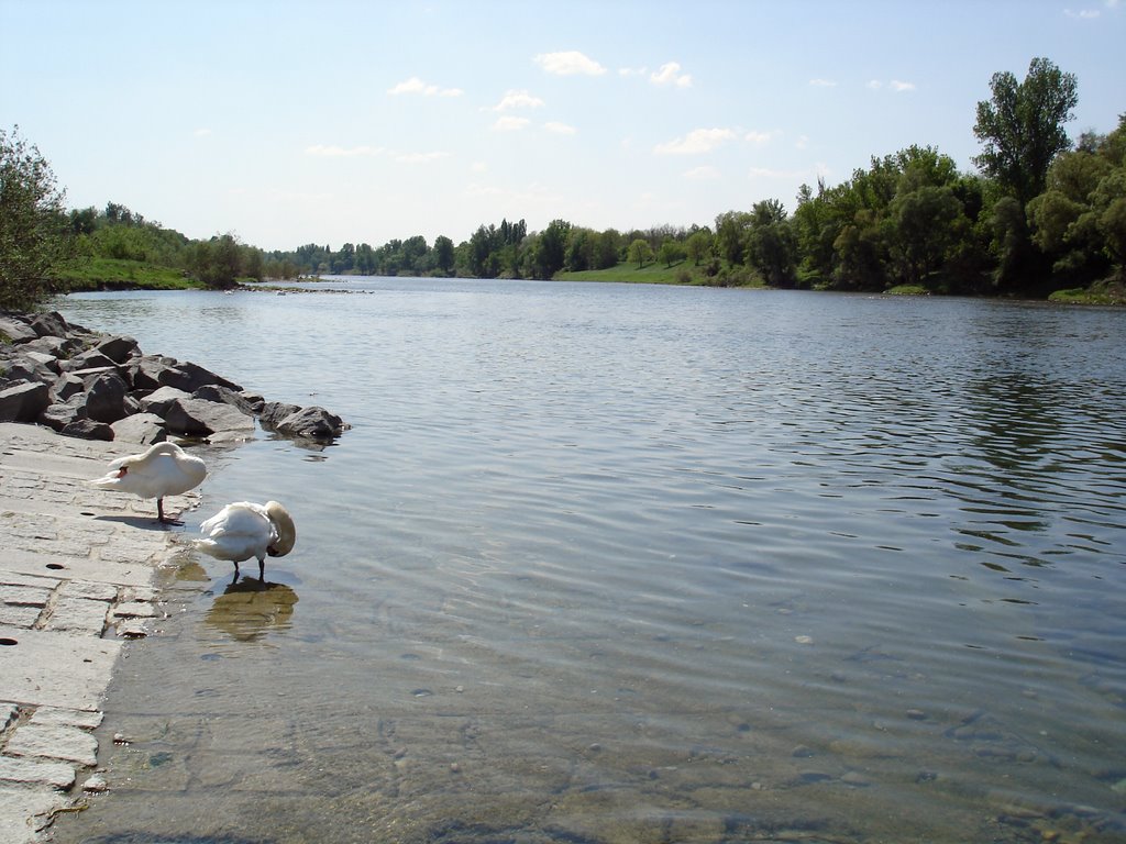 Blick den Rhein hinunter by Vheissu