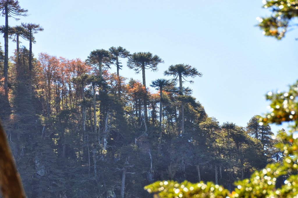 Monkey Puzzle Trees by David Anderson