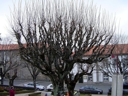 Àrvores no Jardim da Guarda - Guarda - Portugal by Fernando Barão.m