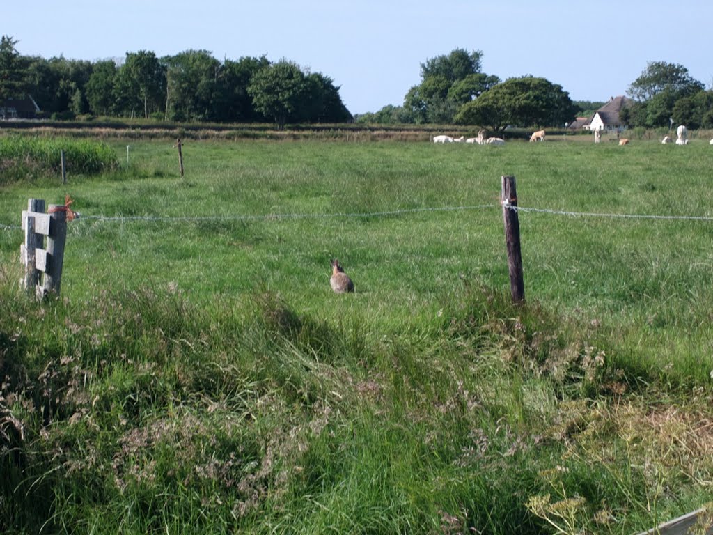 Texel - Hoge Berg - Nature Walk - View North by txllxt TxllxT