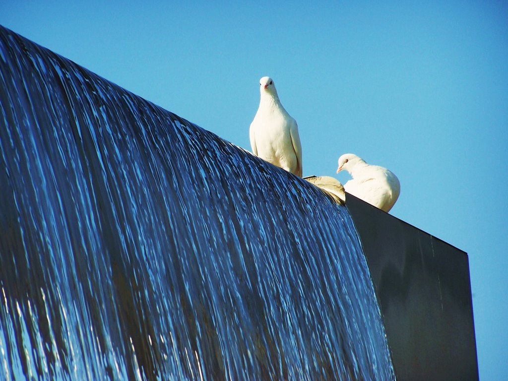 Palomas en la fuente. vial norte, Cordoba. by pepefer