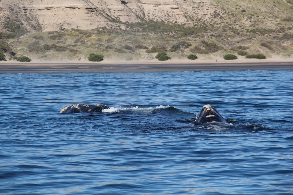 Ballena y ballenato by ginespeso