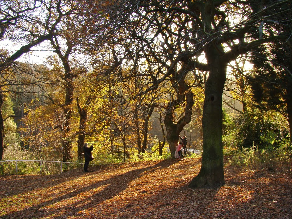 Taking a photo among autumnal leaves and long shadows at Forge Dam, Porter Valley, Sheffield S10 by sixxsix