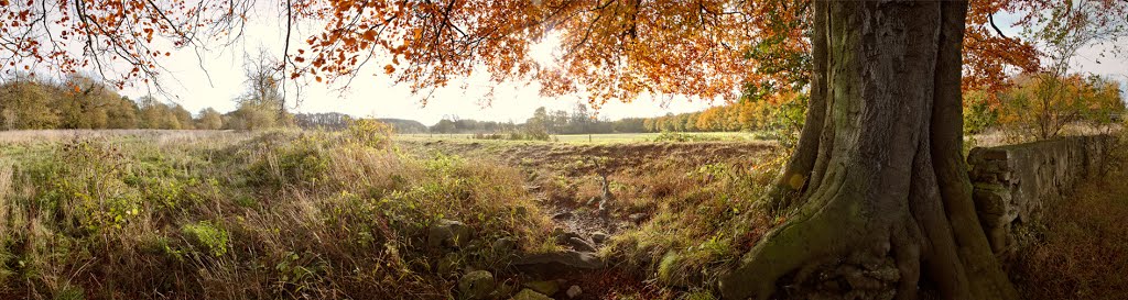 Under a Tree near the Bypass Bridge by Alexander Swarbrick