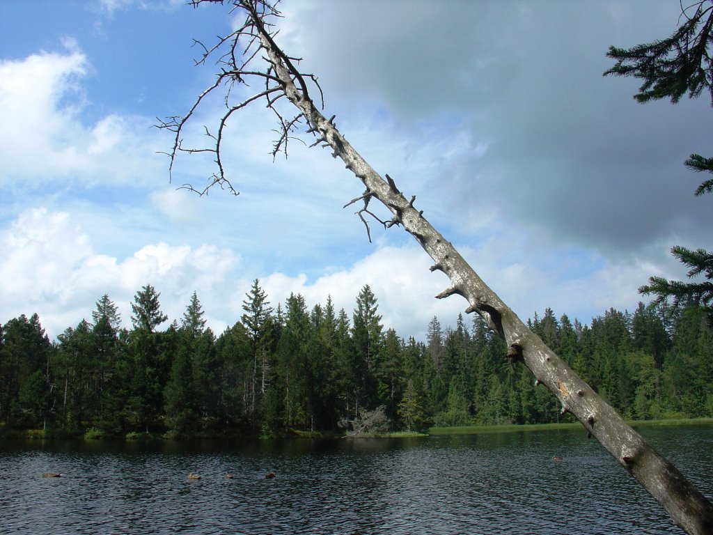 Etang de la Gruère by Nicolas Füllemann