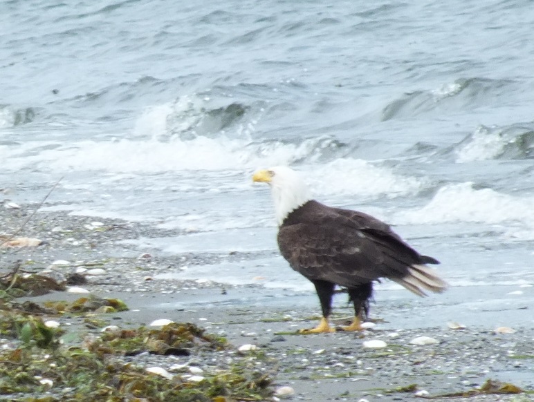 Bald Eagle on Beach by M's Place