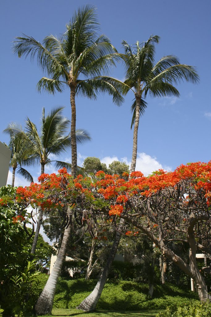 Puako, HI, USA by David Dryer