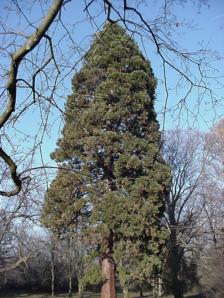 Mammutfenyő by Gábor Salamon