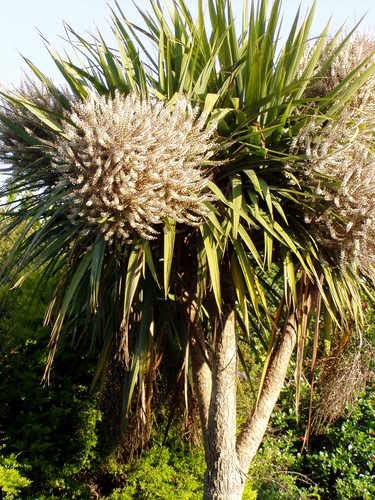 Cabbage tree in flower, by Ellen Haider