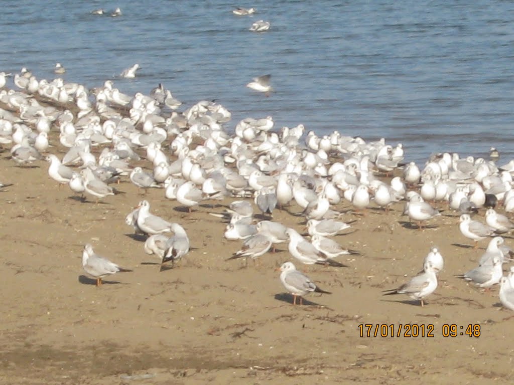 Galebovi na šabačkoj plaži by Bogdan Lazić