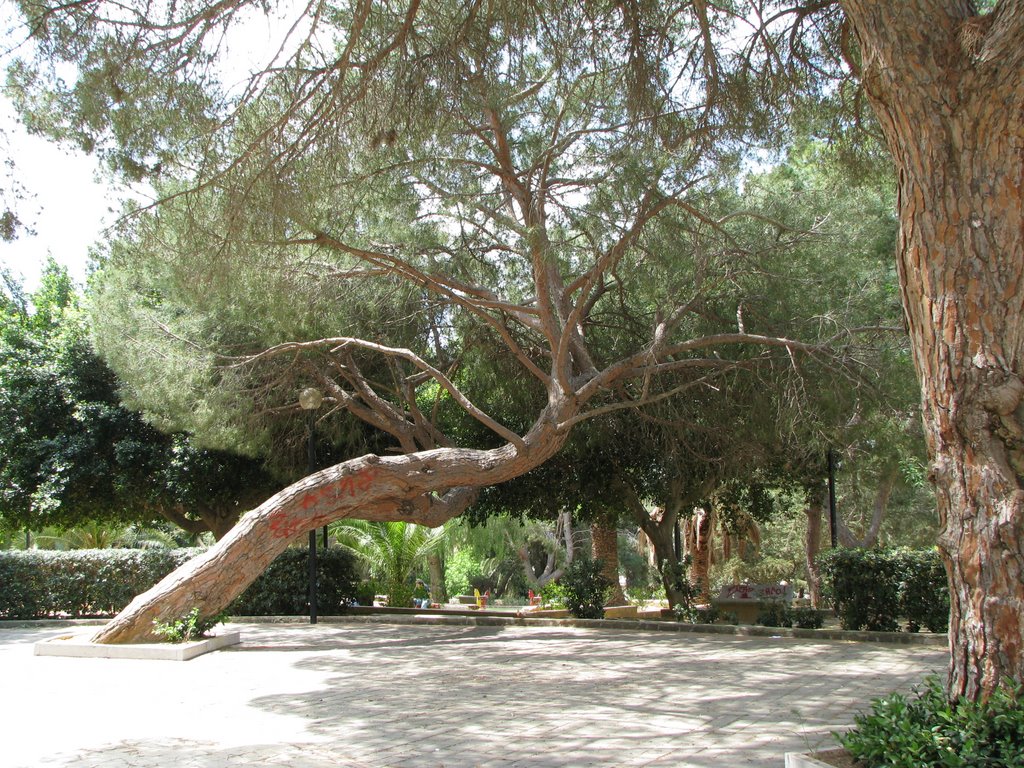 L'albero inclinato by zexphotodigital