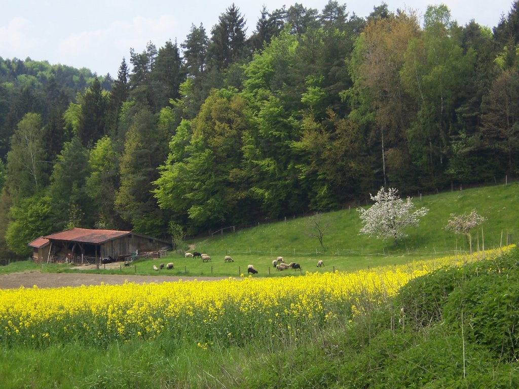 Rapsfeld bei Gilgöd by Woatze