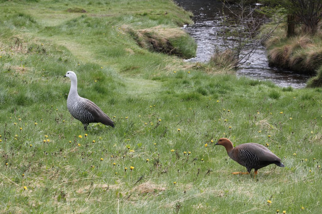 Pareja de cauquenes (Chloephaga picta) by ginespeso