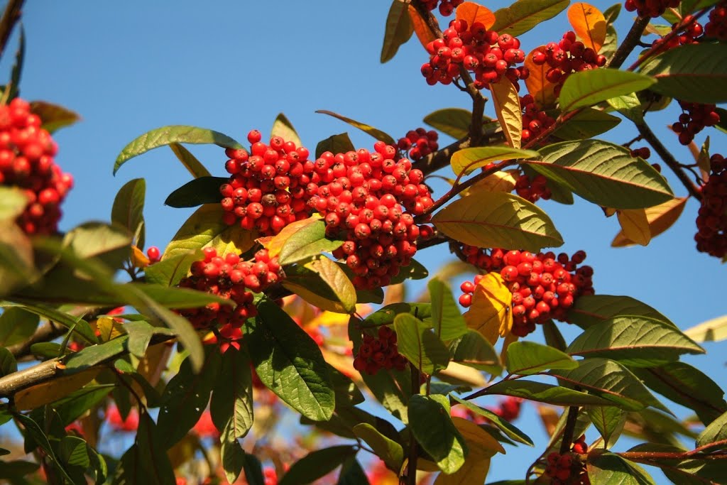 Berries in Stratford upon Avon by Derek Haden