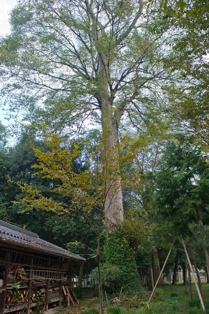 建部神社/ケヤキ Katebe Shrine/Zelkova by 石津安信