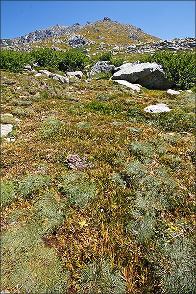 54.4550 Bas-marais acides à Trichophorum cespitosum et Narthecium reverchonii Corse by Alain Lagrave