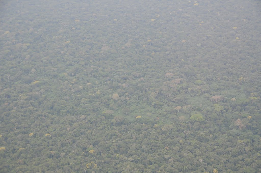 Aerial View, Equatorial Forest by J Sidle