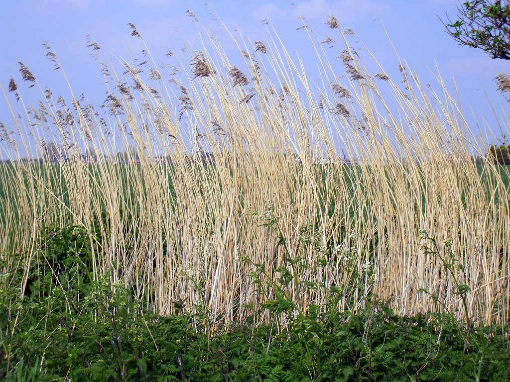 Tall grasses at Haskayne by Bryan Southward