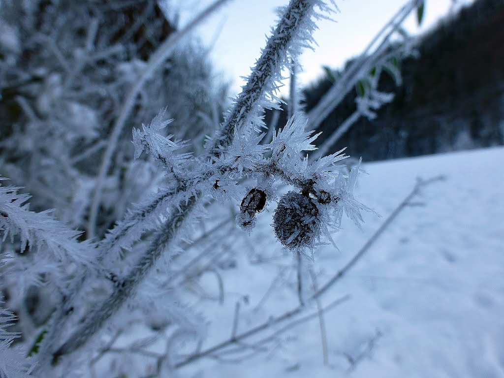 Stachel-Beere by aNNa.schramm