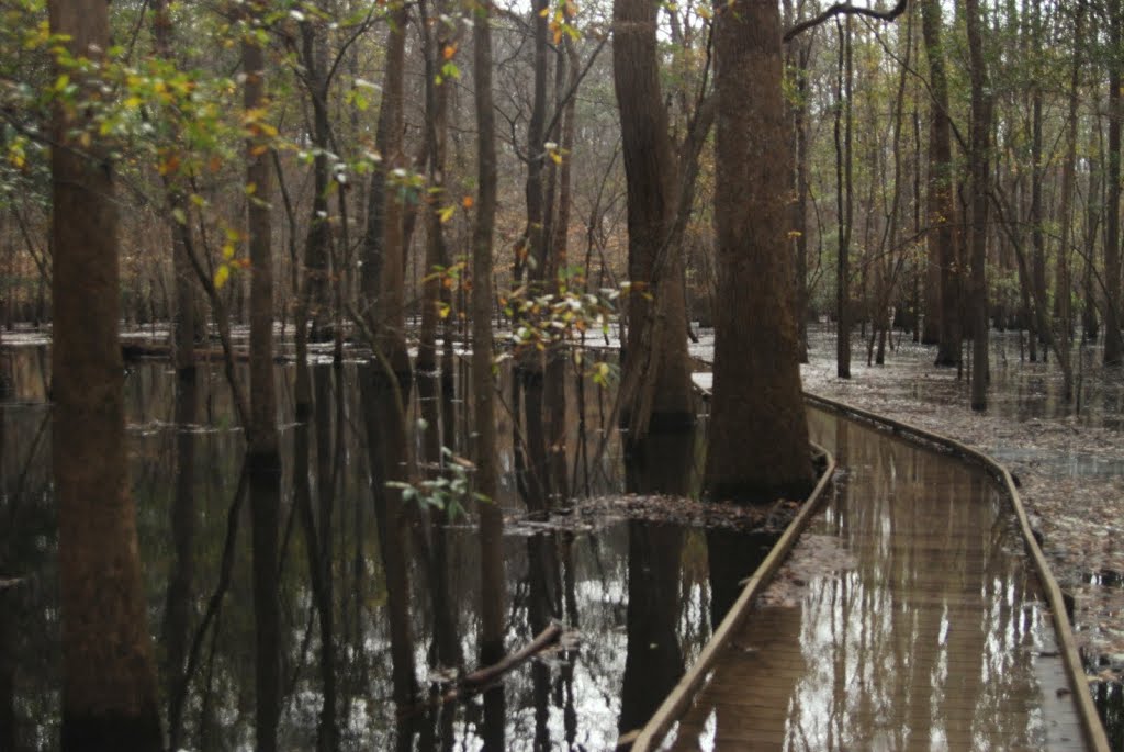 The water was so high in the swamp that the boardwalk was drenched! by olekinderhook