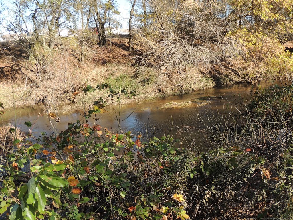 Green leaves along Dry Creek by Steve Schmorleitz