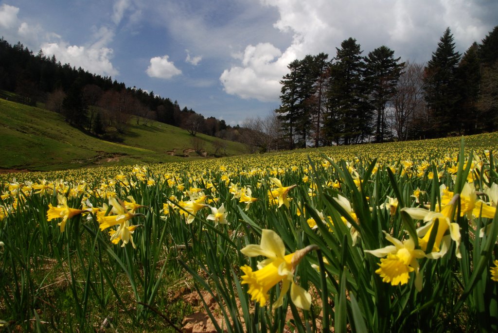 Spring Flowers by yves floret