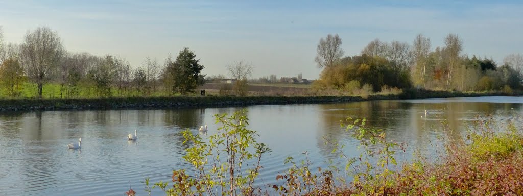 Quesnoy-sur-Deûle - Cygnes sur la Deûle by epaulard59