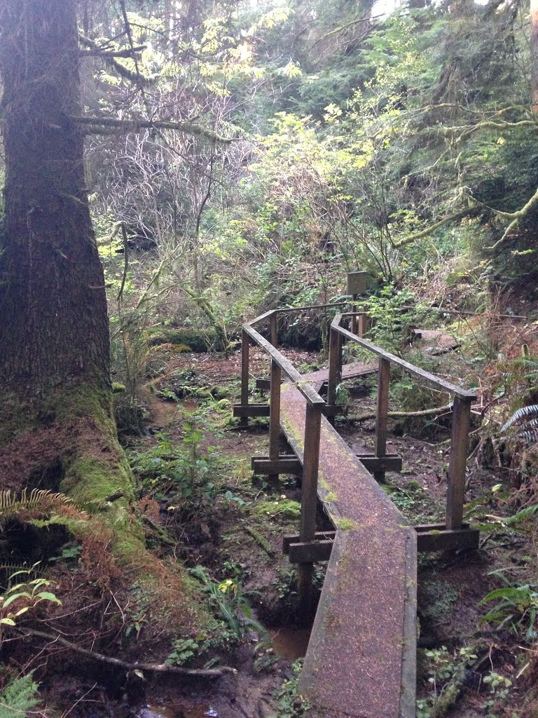 Salishan nature trail by kohnea1