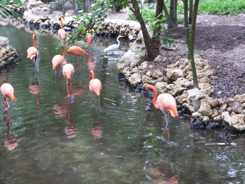 Homosassa Springs State Park by SCBerry